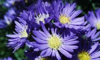 Aster: What it means for the future